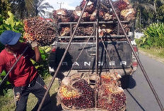  Harga Sawit di Mukomuko Bergerak Naik  