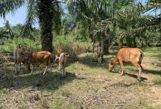 Belum Ada Laporan   Penyakit Sapi di Seluma