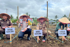 Luas Tanaman Jagung di Rejang Lebong Ditambah, Segini Jumlahnya