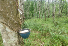 Petani Karet di Seluma   Keluhkan Harga Murah, di Sisi Lain Pupuk Sulit Didapat