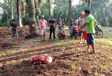 2 Sapi Warga Talang   Tinggi Dimaling, Disembelih di TKP, Juga Ditemukan Racun Ini  