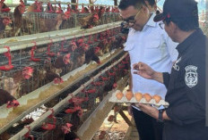 Ini Dia Pemenang Lomba Desa Anugerah Kreasi Ketahanan Pangan Nasional 2025, 