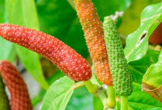 Sebagai Obat Reumatik Alami, Ini  Manfaat Cabe Jawa Untuk Kesehatan 