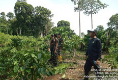  Kawasan Hutan Ditanami Sawit,   KPHL Koordinasi ke APH di Benteng