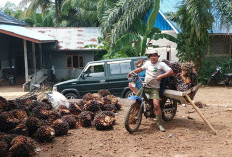 Petani Sawit Disiapkan   BPJS Ketenagakerjaan, Segini  jumlah Kuotanya