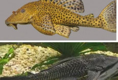 Terungkap! Kenapa Ikan Sapu-Sapu Dilarang Dimakan? Ini Faktanya!