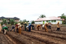  Dukung Program Nasional Tanam Jagung Sejuta Hektar, Segini Luas lahan yang Disiapkan di Mukomuko