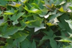 Daun Ubi Jalar  Baik  Untuk Kesehatan Mata, Begini Cara Mengolahnya 