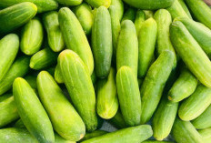 Harga Ketimun Melonjak, Segini Sekarang