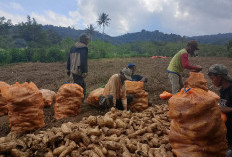 Desa Dusun Sawah Kembangkan Ubi Cilembu