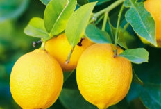 Kulit Lemon Bisa untuk Pupuk Tanaman, Berikut Manfaat dan Cara Penggunaannya