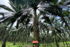 Masyarakat Jarah TBS Kelapa Sawit di HGU PT Agricinal