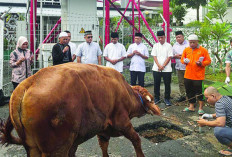 Kajati Berkurban 14 Sapi,  Bentuk Kepedulian dengan Masyarakat