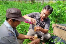 Inspiratif, Desa Lubuk Gilang Berinovasi, Bumdesnya Budidaya Lebah Madu