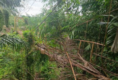 Warga Desa Pelajaran II   Butuh Jembatan Permanen