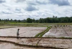  Kawasan JIT di Mukomuko Tanam 3 Kali Setahun