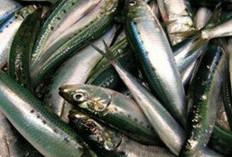 Tidak Hanya Susu, Lima Makanan Ini Bisa Bikin Tulang Lebih Kuat, Cocok Dikonsumsi Sehari-hari