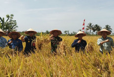 Pemkab Apresiasi Hasil Produksi Padi Meningkat, Segini Jumlahnya 