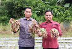 Desa Kelindang Atas Sukses Budidaya Bawang Merah, Hasil Panen Tembus 800 Kg