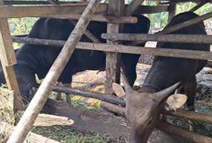  Stok Hewan  Kurban di Bengkulu Utara 14.359 Ekor 