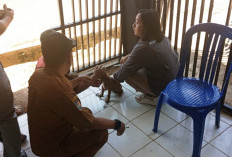  Gigit 5 Warga, Anjing   di Lebong Divaksin HPR, Segini Jumlahnya