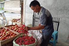 Cabai Merah di Kepahiang Makin Pedas, Harga Tembus Rp 70 Ribu Per Kilogram
