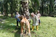 Gerak Cepat Tangani Ngorok, Distan Ini Berhasil Vaksin 936 Ternak