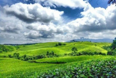 Dua Perusahaan Teh Minim   Kontribusi Bagi Kepahiang