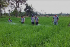 Kewenangan Ditarik Kementan, Begini Respon Penyuluh Pertanian Mukomuko