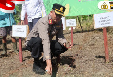 Polresta Bengkulu Lanjutkan Program Tanam Jagung, Tanam 35 Kg Bibit Jagung Segini Luas Lahannya