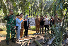 Program Ketahanan Pangan, Pemdes Manjuto Jaya Sukses Panen Ribuan Ikan Nila