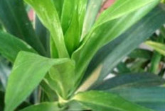 Dikenal Sebagai Pewarna Alami, dan Menurunkan Kolesterol, Khasiat Daun Suji Untuk Kesehatan 