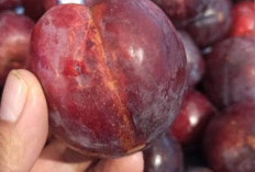 Cocok Bagi Penderita Anemia, Buah Plum  Menaikan Tensi Darah, Ini Caranya