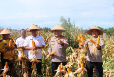 Dukung Ketahanan Pangan,   Kapolres Kaur Panen Jagung
