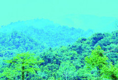 Hutan Batu Ampar di BS Dirambah, Taman Bunga Rafflesia Terancam Rusak
