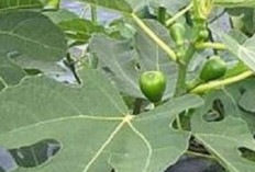 Dikenal Turun Temurun, 7 Khasiat Daun Buah Tin yang Bisa Atasi Penyakit, Cek Nutrisi dan  Manfaatnya 