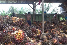  Harga Sawit di BU Kembali Turun , Segini Harganya Saat Ini