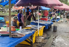 Mau Beli Ikan Murah? Datang ke TPI Pulau Baai