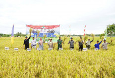 Panen Raya, Target Tanam Padi 1.160 Hektar