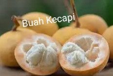 Buah Kecapi, Ini Khasiatnya Bagi Kesehatan