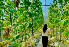 Agrowisata Melon Jadi Daya Tarik Langsung Pengunjung, di Sini Lokasinya