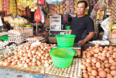 Harga Telur Ayam di Kota Bengkulu Meroket, Per Karpet Tembus Segini