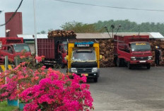 Nataru, Harga TBS Kelapa Sawit di BS Turun, Segini Sekarang