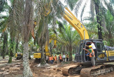 5.150 Hektare Kebun Sawit di Provinsi Bengkulu Diremajakan, Terluas di Bengkulu Utara