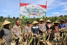 Polres BS Panen Raya Jagung,  Perkuat Ketahanan Pangan Daerah