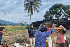  Serapan Gabah Bulog Rejang Lebong Lampaui Target