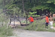 Pohon Besar Segera Ditebang, Pemprov Bengkulu Evaluasi  Pohon di Kawasan Ini Pasca PNS Tewas Tertimpa Pohon 