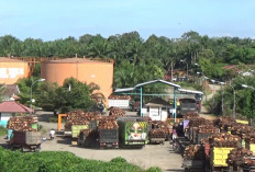Harga Sawit Naik hingga Rp300 per Kg, Distan Mukomuko Minta Petani Jangan Panen Buah Mentah