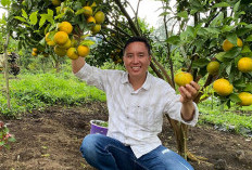 Manisnya Jeruk, Manisnya Harapan : Kisah Agrowisata Jeruk Gerga Milik Supriadi yang Tarik Hati Bank Indonesia 