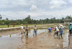 Musim Tanam Awal 2026, Distan Mukomuko Pastikan Irigasi Sawah Aman